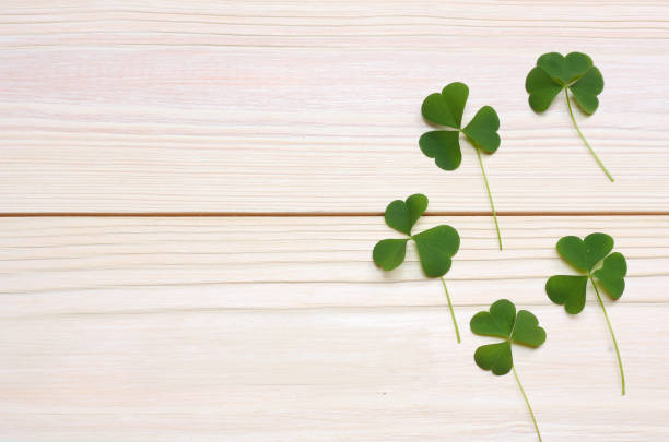 istock Closeup clovers leaves on white wooden background top view with copy space 924504714