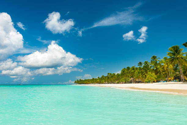 Beautiful beach in the Caribbean ocean and blue sky with some clouds Beautiful beach at the island Sosua in the Dominican Republic. There are some stones in the sand and the caribbean sea in the foreground and lots of palms and a dramatic blue sky with clouds in the background. puerto plata stock pictures, royalty-free photos & images