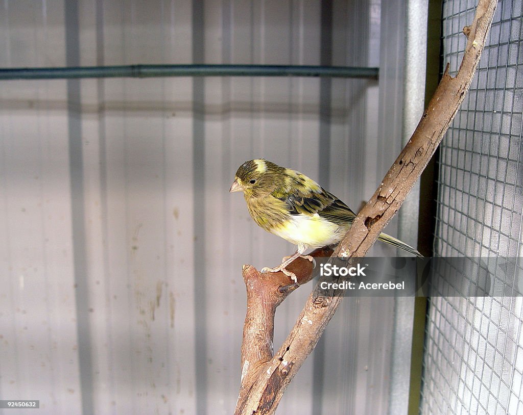 Prigionieri Isole Canarie - Foto stock royalty-free di Animale