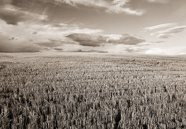 istock Open Field in a Sepia Tone 92450650