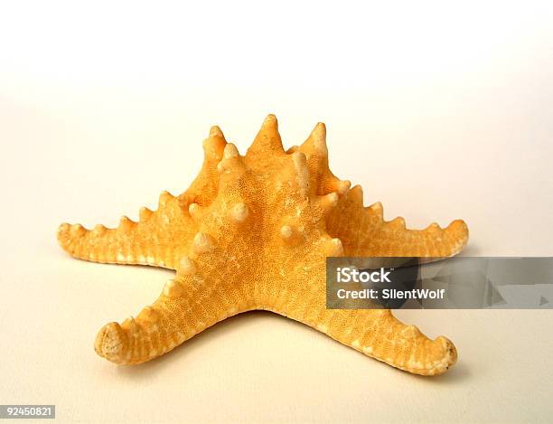 Seastar 02 Stock Photo - Download Image Now - Animal, Animal Arm, Animal Body