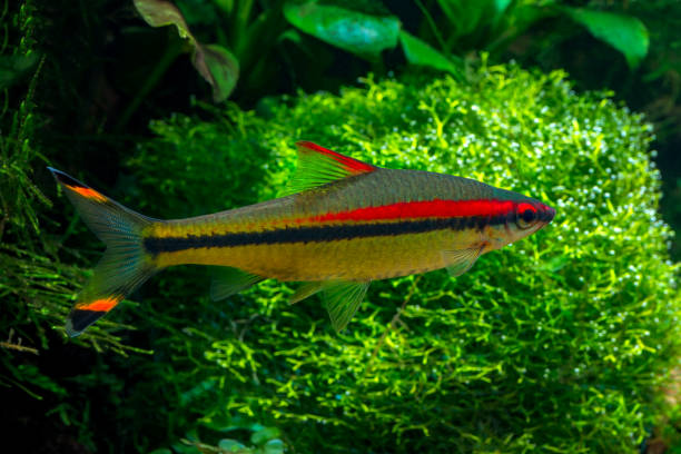 Denison's Barbs Tropical freshwater fish Denison's Barbs (Puntius denisonii) in planted tropical aquarium puntius denisonii stock pictures, royalty-free photos & images