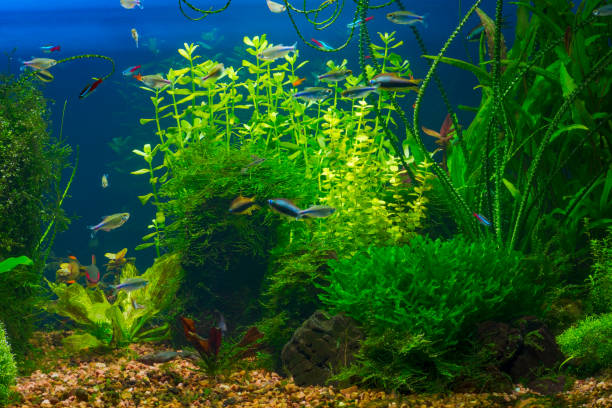 istock Planted tropical fresh water aquarium 924509090