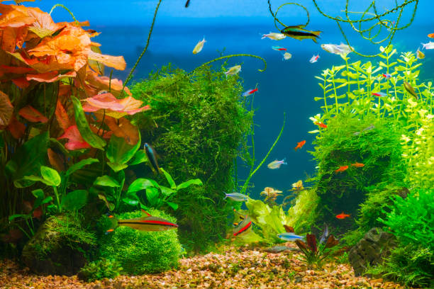 istock Planted tropical fresh water aquarium 924509126