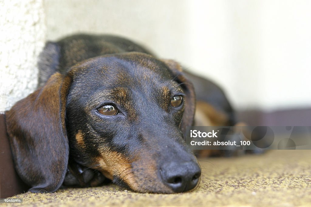 Dachshund de cão ] [ 2 - Royalty-free Amizade Foto de stock