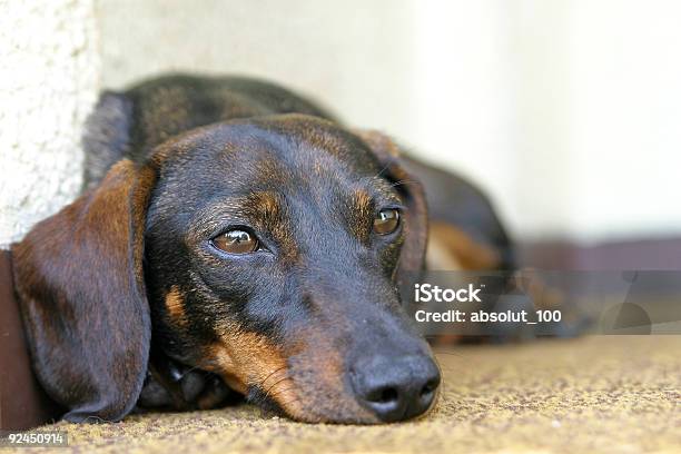Dachshund De Cão 2 - Fotografias de stock e mais imagens de Amizade - Amizade, Animal, Animal Doméstico