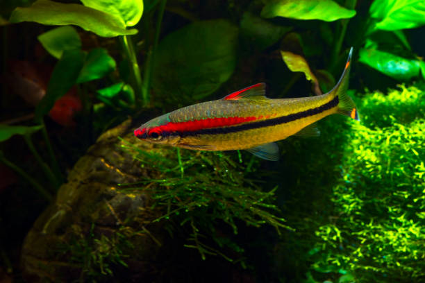Denison's Barbs Tropical freshwater fish Denison's Barbs (Puntius denisonii) in planted tropical aquarium puntius denisonii stock pictures, royalty-free photos & images