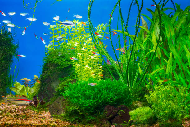 istock Planted tropical fresh water aquarium 924509340