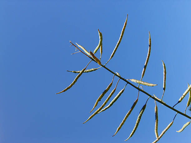 BeanTree stock photo