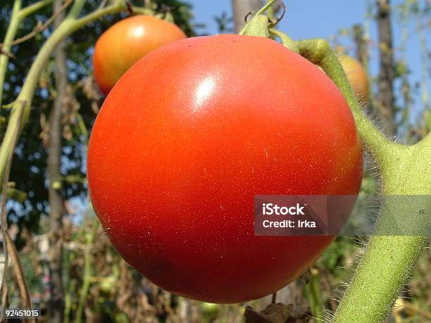 Photo libre de droit de Prêt Pour Un Trajet banque d'images et plus d'images libres de droit de Aliment - Aliment, Couleur verte, Fruit