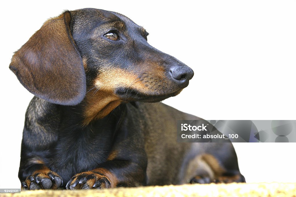 Dachshund de cão ] [ 3 - Royalty-free Amizade Foto de stock