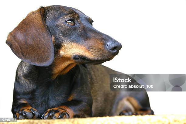Dachshund De Cão 3 - Fotografias de stock e mais imagens de Amizade - Amizade, Animal, Animal Doméstico