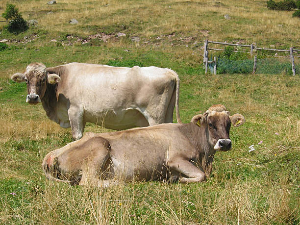 Alpine de vacas - foto de stock