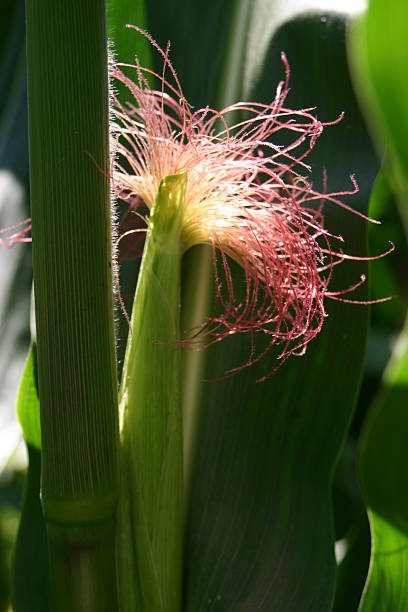cobb kukurydza flower - corn on the cobb zdjęcia i obrazy z banku zdjęć