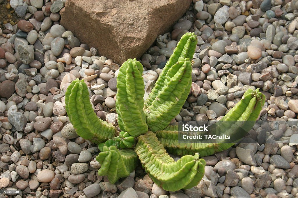 Piscina de la planta - Foto de stock de Cactus libre de derechos