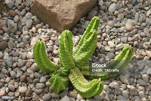 Hot Pianta Casa - Fotografie stock e altre immagini di Cactus - Cactus, Calore - Concetto, Casa