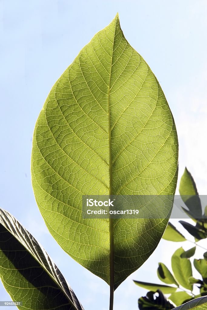 Planta obtener un bronceado - Foto de stock de Agrietado libre de derechos