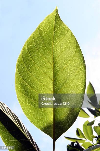 Planta Obtener Un Bronceado Foto de stock y más banco de imágenes de Agrietado - Agrietado, Aire libre, Bosque