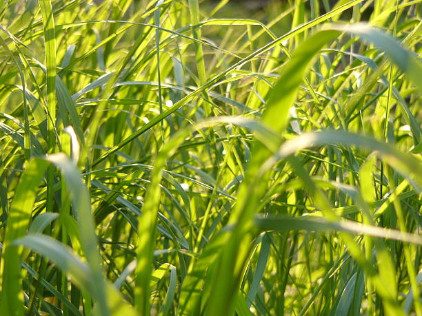 grass leaves stock photo