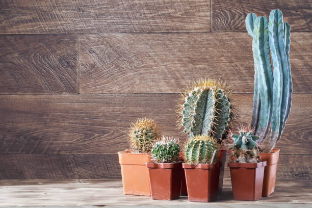 istock Cactus group. Realistic cactus set for decoration design. Concept brainstorming in team. Cacti group. Copy space. 924516272