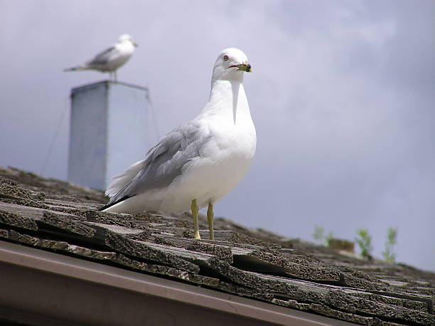 istock Misty Morning Pigeon 92451740