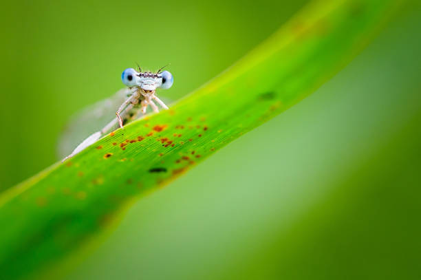 istock Beautiful dragonfly Platycnemis pennipes - White-legged Damselfly 924517572
