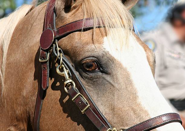 istock Eye Of A Horse 92451943