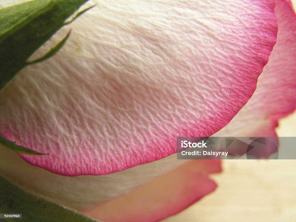 Textur von einer rose - Lizenzfrei Abstrakt Stock-Foto