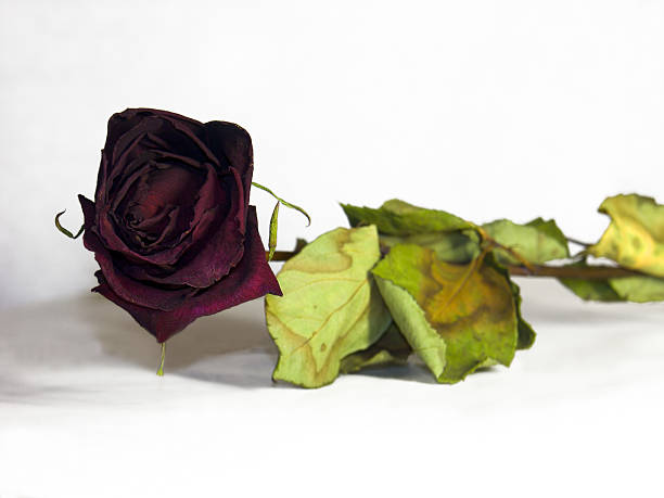 Sapless Rose (isolated) stock photo