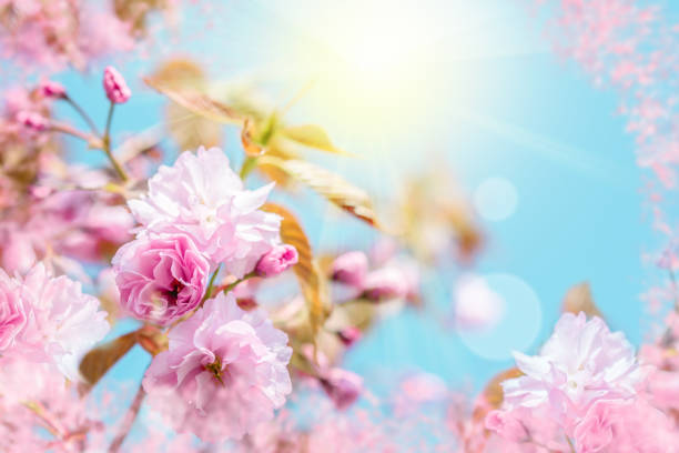 istock Beautiful sakura flower cherry blossom. Greeting card background template. Shallow depth. Soft toned. Spring nature. 924521172