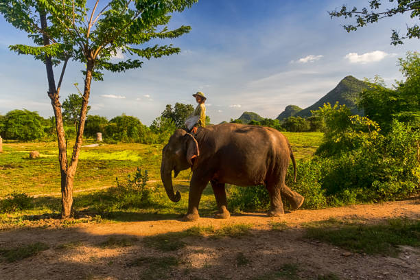 istock Domestic elephant and his rider in rural area 924521664