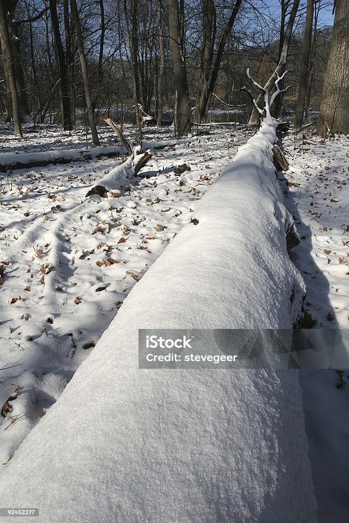 Winter Wood  Arboretum Stock Photo