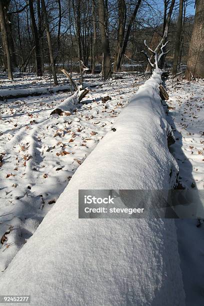 Winter Wood Stock Photo - Download Image Now - Arboretum, Color Image, Fallen Tree