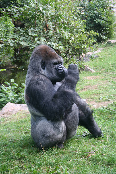 gorilla stock photo