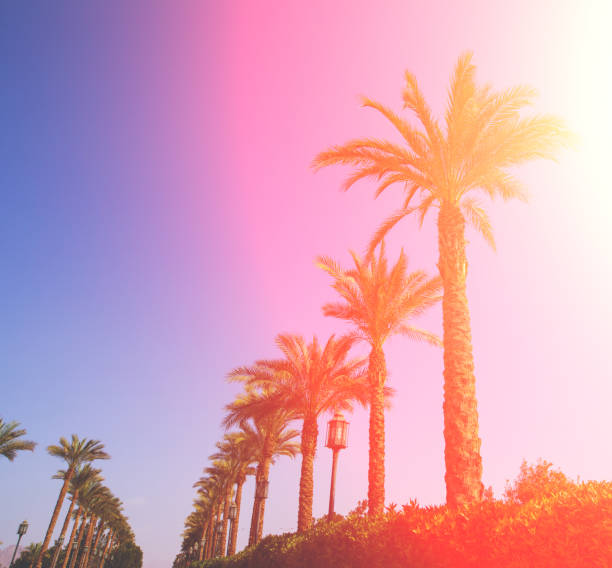 istock Resort in tropical, palm trees against sky background, toned 924524306