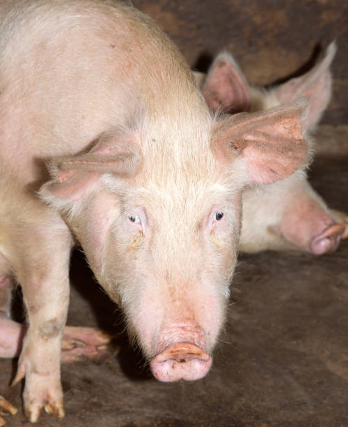 istock portrait of a pig farm 924524678