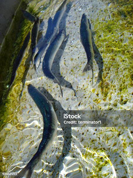 Peixes A Nadar 2 - Fotografias de stock e mais imagens de Alga - Alga, Animal Cativo, Anzol de Pesca