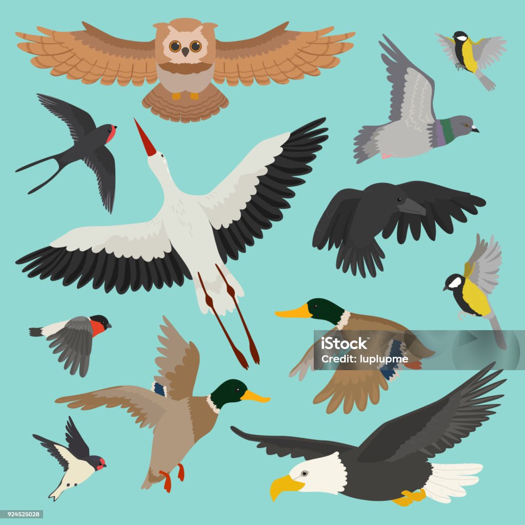Bird vector cartoon flying birdie owl dove and duck with feather wings illustration set bullfinch stork or swallow for birdfancier isolated on background Bird vector cartoon flying birdie owl dove and duck with feather wings illustration set bullfinch stork or swallow for birdfancier isolated on background. Bird Watching stock vector