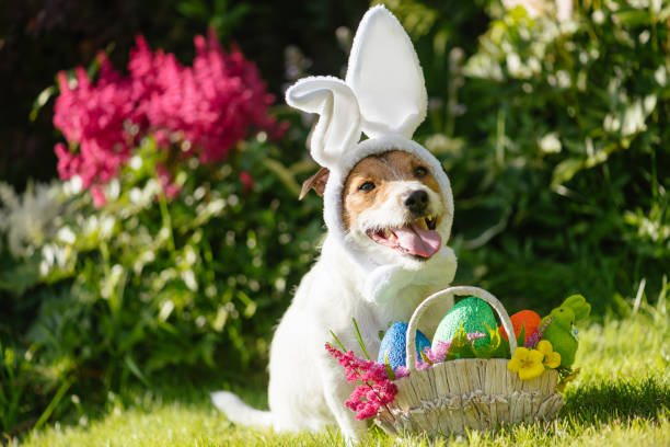 Funny dog wearing easter bunny costume and festive basket with multicolored eggs Concept for Eastertide dog wearing bunny costume breed eggs stock pictures, royalty-free photos & images