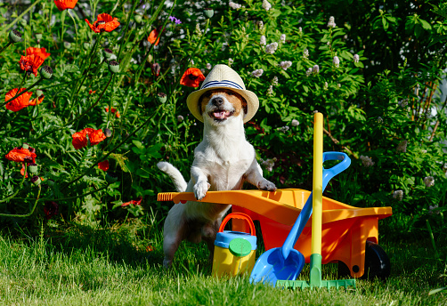 Dog as funny gardener with garden  tools and wheelbarrow near poppy flowers