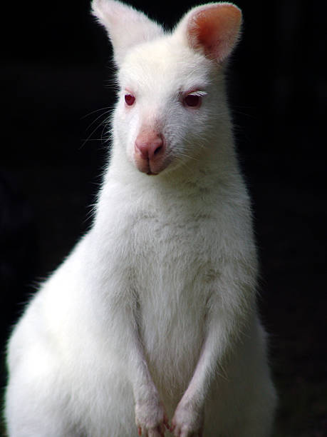 White Wallaby - Portrait. stock photo