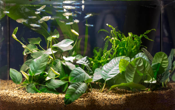 istock Beautiful tropical planted freshwater aquarium 924528484