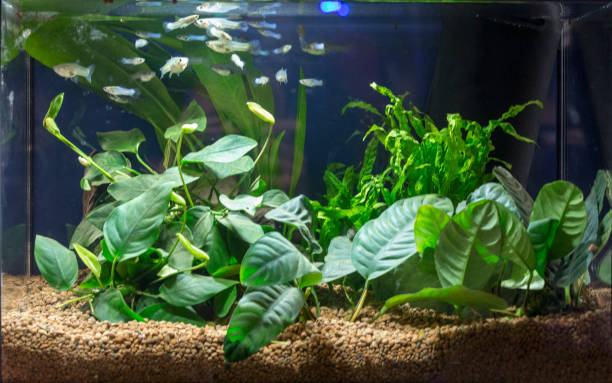 istock Beautiful tropical planted freshwater aquarium 924531162
