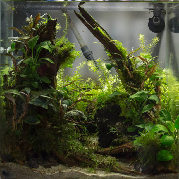 istock planted freshwater aquarium with fishes 924531380
