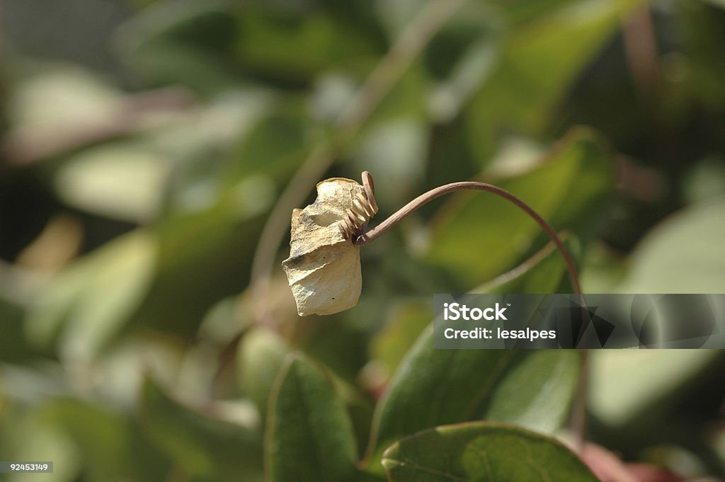withered Flor - Royalty-free Amarelo Foto de stock
