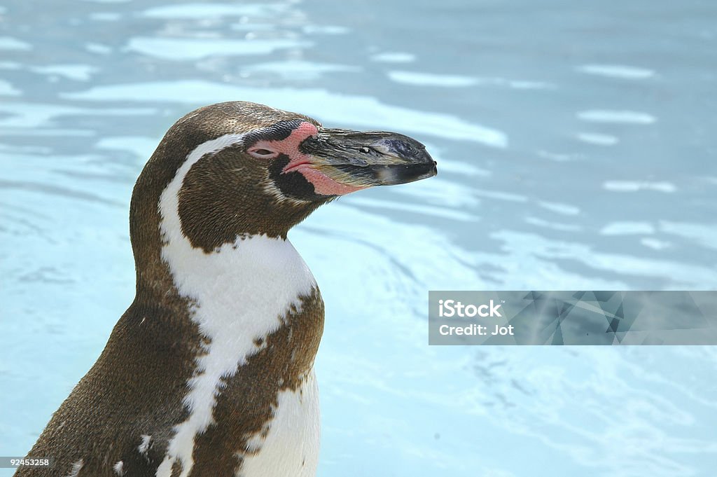De pinguins africanos - Foto de stock de Spheniscus Demersus royalty-free