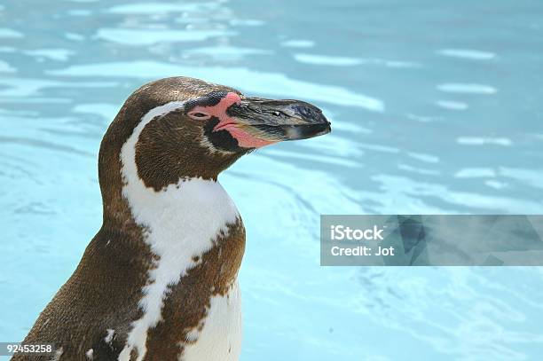 Foto de De Pinguins Africanos e mais fotos de stock de Spheniscus Demersus - Spheniscus Demersus, Animais em Extinção, Ave incapaz de voar