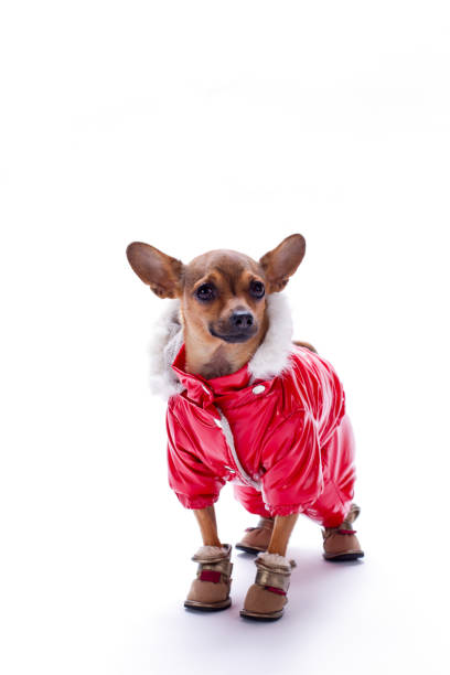 A dog photographed on July 4th along a public right of way.