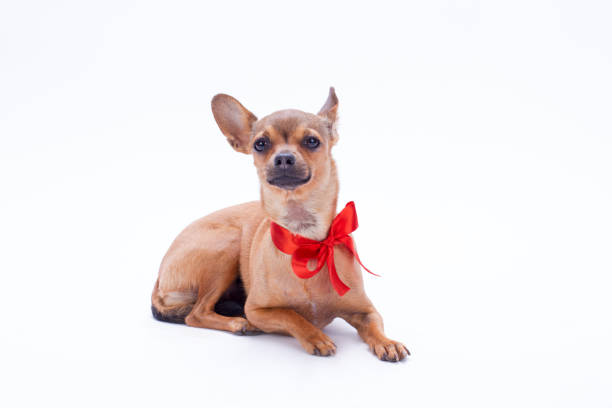 istock Lovely russian toy chihuahua with red bow. 924533438