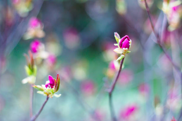 Bright pink buds of spring flowers on blurred background in blossom garden. Blooming tree in springtime. Spring Background. Selective focus.